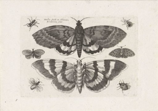 Moths and Small Insects