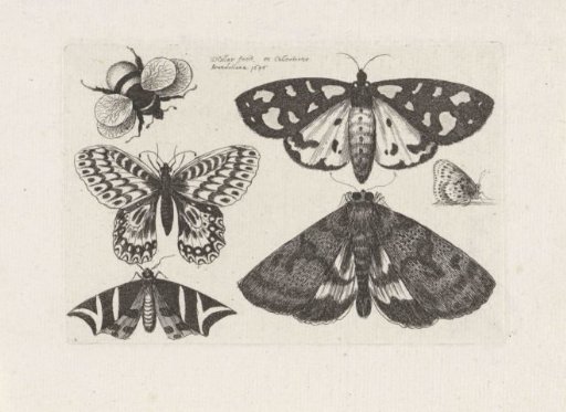 Moths, Butterflies and a Bumblebee