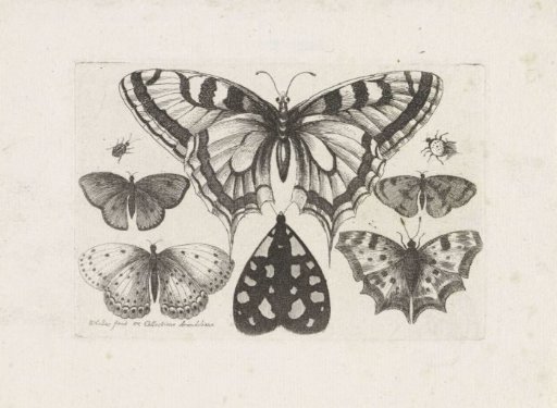 Butterflies, Beetles and a Moth