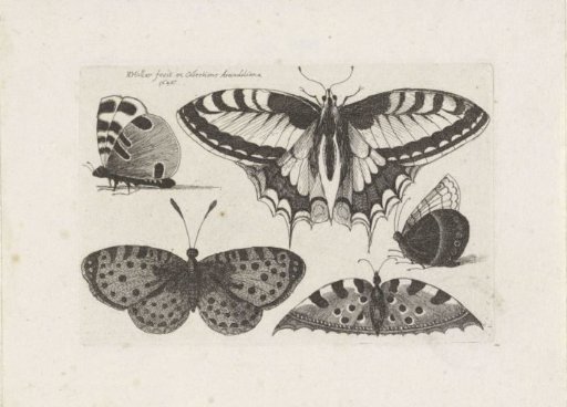 Five Butterflies