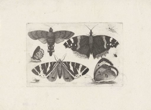 Four Butterflies, a Moth, Two Beetles and a Fly