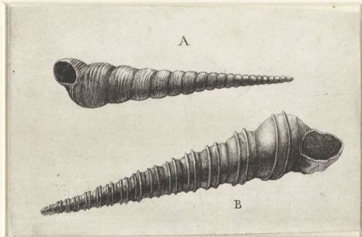 Shells, Turritella terebra (A) and Turritella duplicata (B)