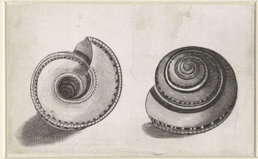 Shell, Architectonica trochlearis