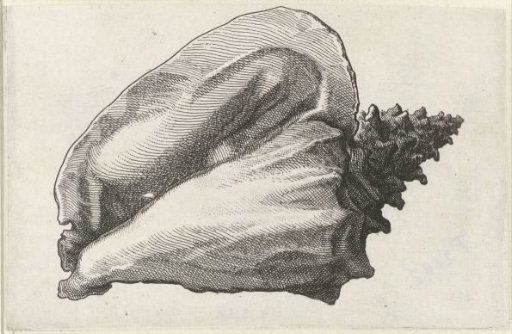 Shell, Strombus gigas