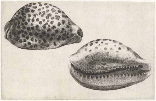 Shell, cypraea tigris