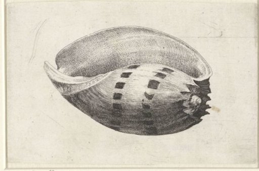 Shell, melo amphora