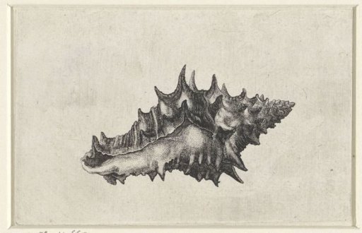 Shell, vasum ceramicum