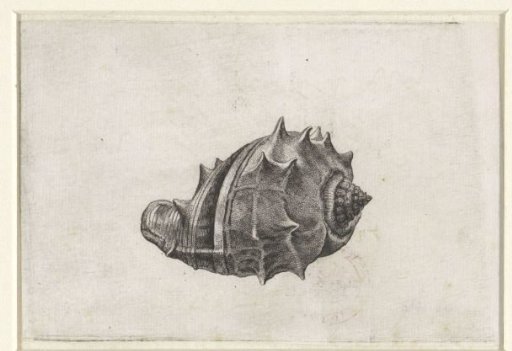 Shell, melongena melongena