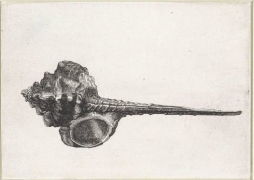 Shell, murex haustellum