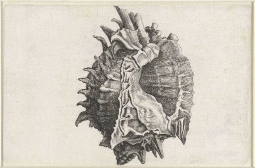 Shell, phyllonotus erythrostomus