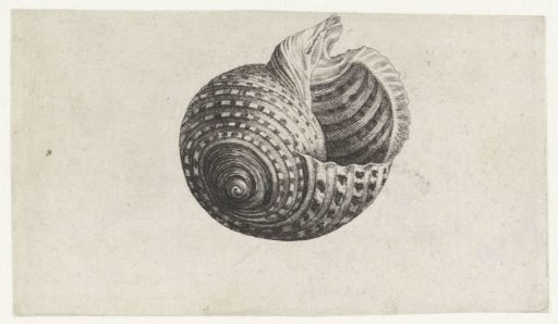 Shell, tonna dolium