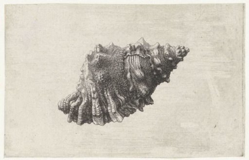 Shell, bursa rubeta