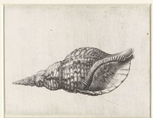Shell, charonia tritonis