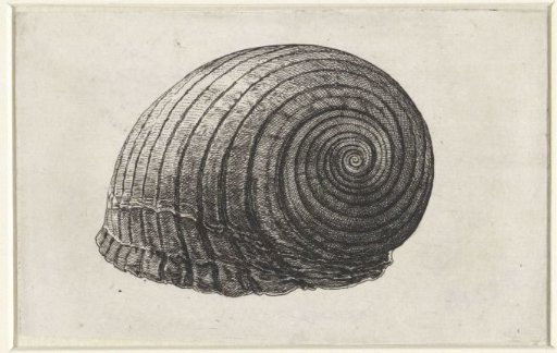 Shell, tonna galea