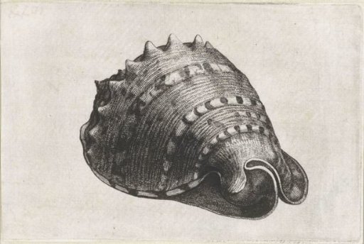 Shell, cassis cornuta