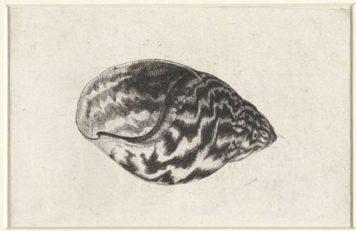Shell, achatina achatina
