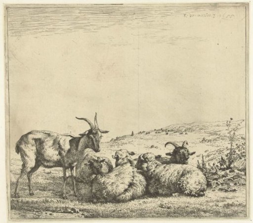 Two goats and three sheep