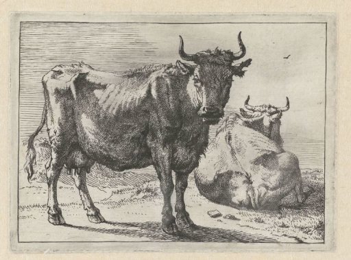 Standing and lying cow