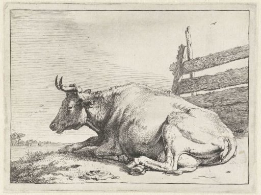 Lying cow by a fence