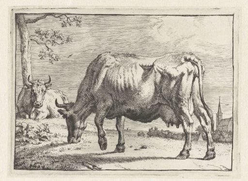 Grazing cow