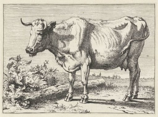 Cow with twisted horn