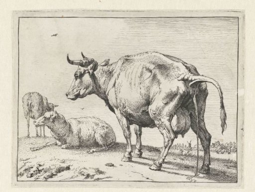 Urinating cow