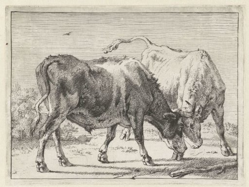 Two fighting oxen
