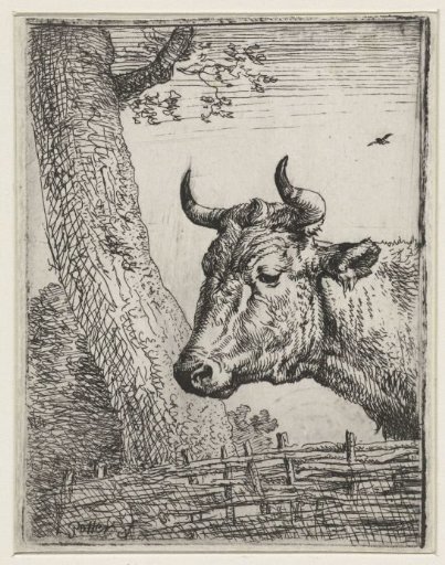 Head of a cow