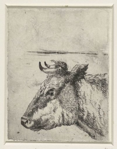 Head of a cow