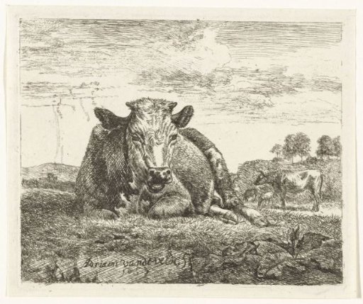 Lying cow