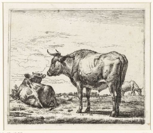 Standing bull