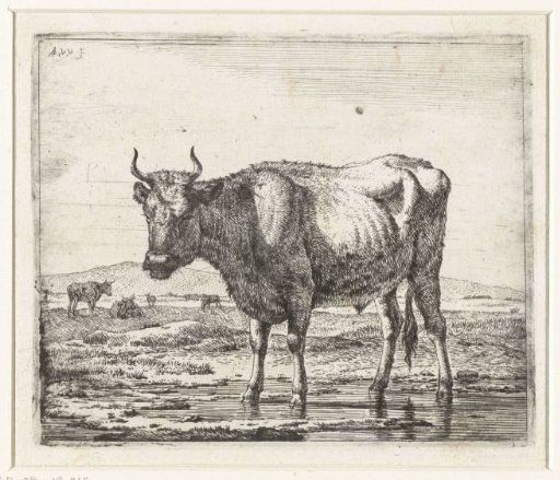 Bull standing in shallow water