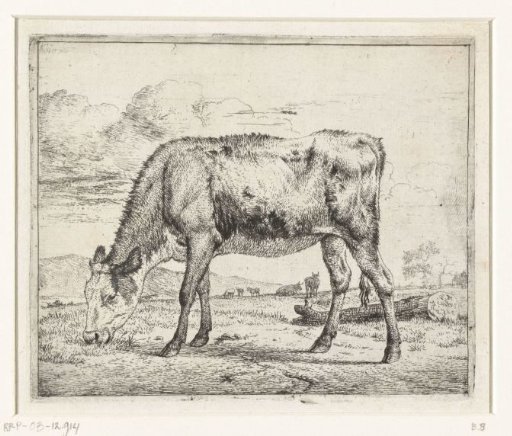 Grazing calf