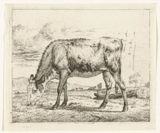 Grazing calf