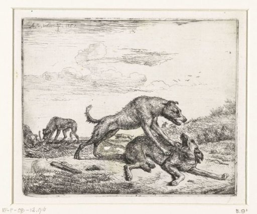 Fighting dogs