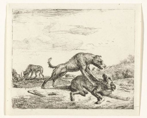 Fighting dogs