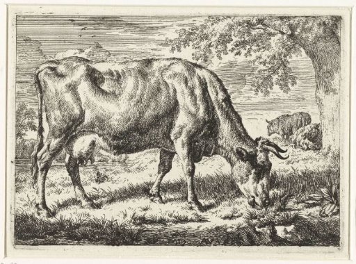 Grazing cow with two sheep