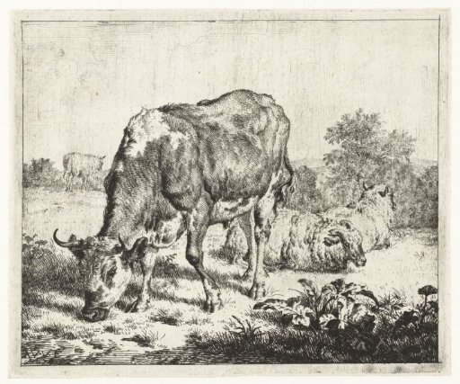 Spotted bull with three sheep