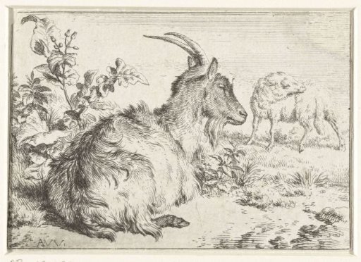 Lying goat