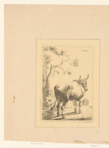 Bull seen from behind