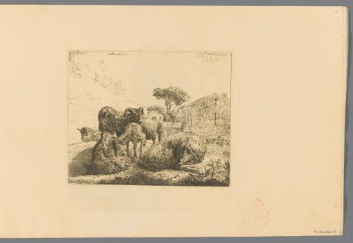 Group of Five Sheep