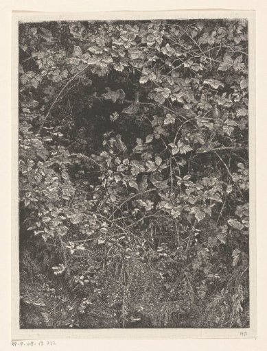 Undergrowth with birds