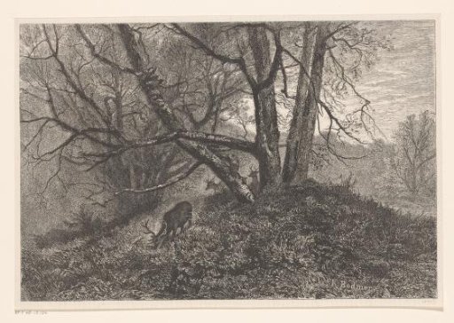 Forest landscape with deer