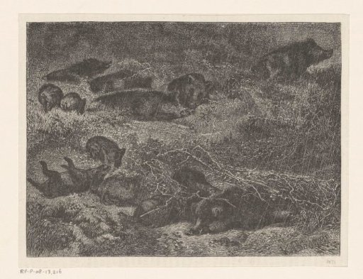 Herd of wild boars in the rain
