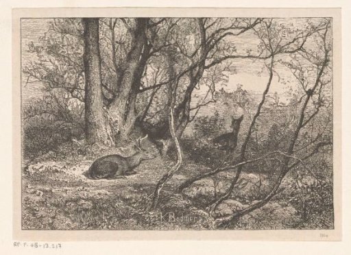 Two white-tailed deer in a forest