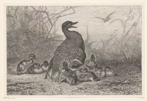 Duck with young