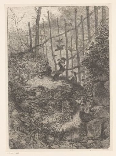 Weasels catching birds in a forest