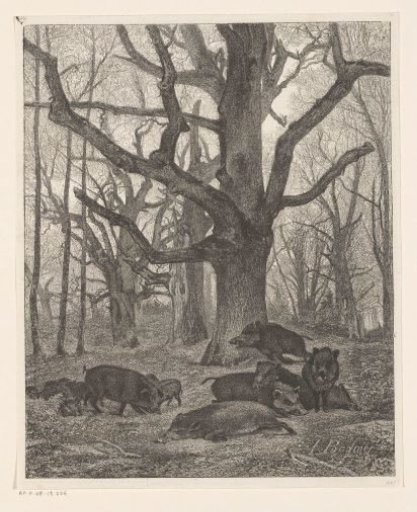 Herd of wild boars under bare trees