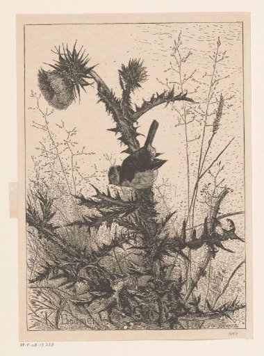 Bird on a thistle