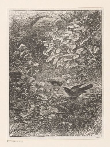 Bird by a nest in the undergrowth
